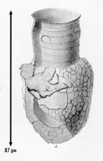 Illustration from Brandt 1906