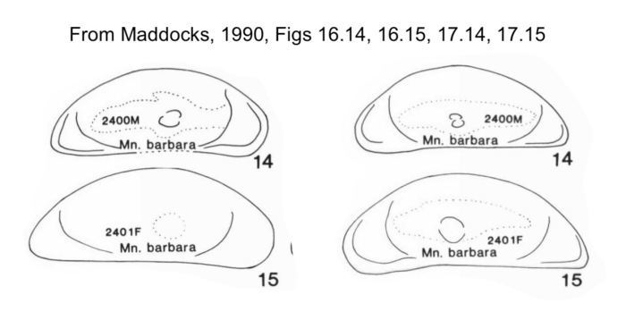 Macrocyprina barbara Maddocks, 1990 from the original description