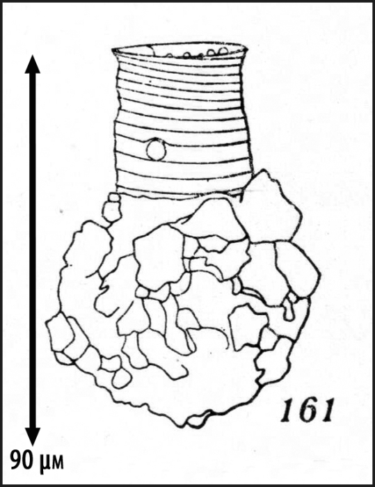Illustration from Kofoid &amp; Campbell 1929