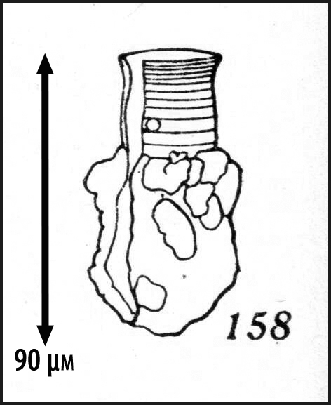 Illustration from Kofoid &amp; Campbell 1929