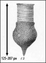 Illustration from Brandt 1906