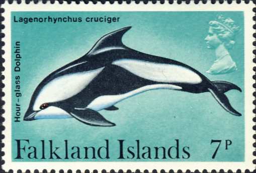 Lagenorhynchus cruciger Lagenorhynchus cruciger
