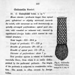 From Schmidt 1902