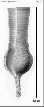 Illustration from Brandt 1906