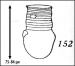 Illustration from Kofoid & Campbell 1929