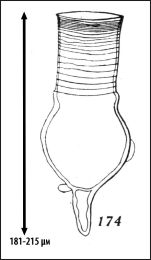 Illustration from Kofoid & Campbell 1929
