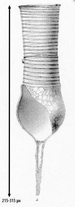 illustration from Brandt 1906