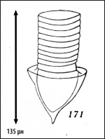 Illustration from Kofoid & Campbell 1929