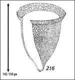 Illustration from Kofoid & Campbell 1929