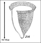 Illustration from Kofoid & Campbell 1929