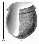 Illustration from Brandt 1906