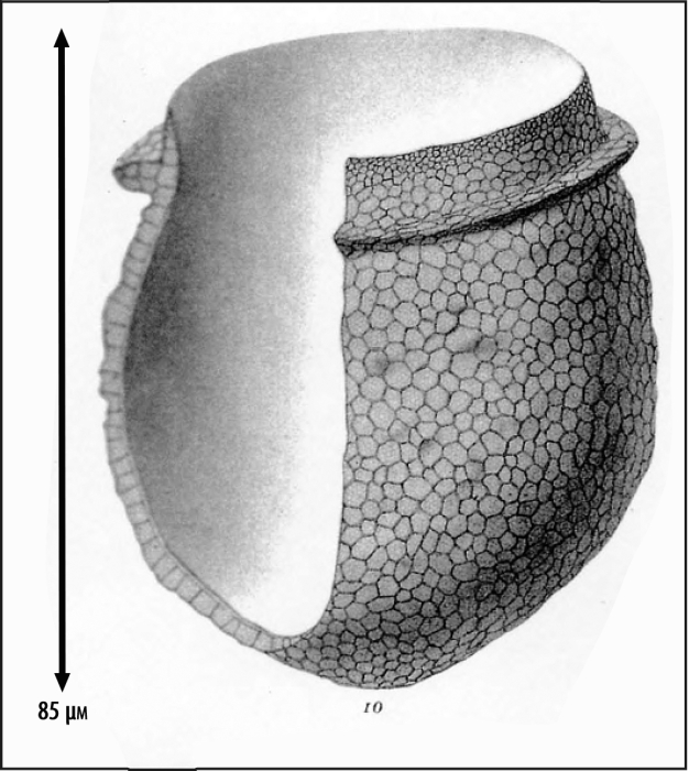Illustration from Brandt 1906