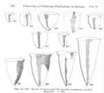 illustrations of Cyttarocylis species from Kofoid & Campbell 1929