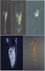 Examples of living specimens of tintinnid ciliates of the marine plankton