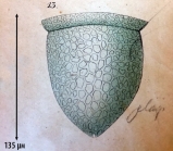 Illustration from Daday 1887