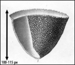 Illustration from Brandt 1906