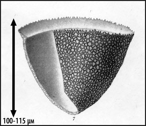 Illustration from Brandt 1906