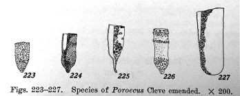 Illustrations of Poroecus species from Kofoid and Campbell 1929