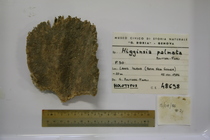 Higginsia palmata holotype msng 48698