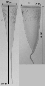 Illustrations from Laackmann 1910