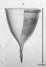 Illustration from Laackmann 1910