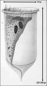 Illustration from Laackmann 1910
