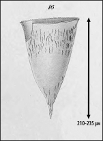 Figure from Laackmann1910