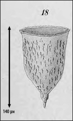 Illustration from Laackmann 1910