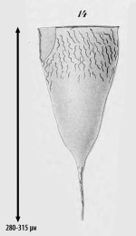 Illustration from Laaackmann 1910