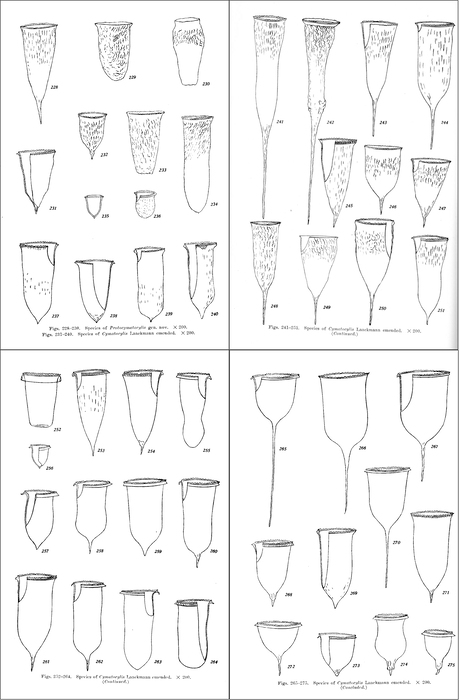 Illustrations of Cymatocylis Species in Kofoid &amp; Campbell 1929