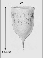 Illustrarion from Laackmann 1910