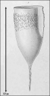 Illustration from Laackmann 1910