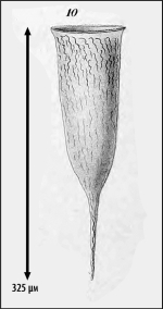 Illustration from Laackmann 1910