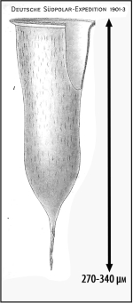 Illustration from Laackmann 1910