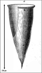 Illustration from Laackmann 1910