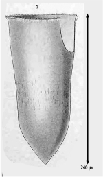 Illustration from Laackmann 1910