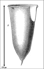 Illustration from Laackmann 1910