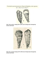 Images of the holotype and paratype of Textularia paranaguaensis Closs and Madeira, 1966