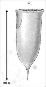 From Laackmann 1910