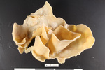Holotype AM Z5035