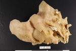 Holotype, side view