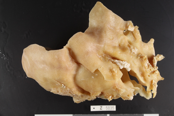 Holotype, side view