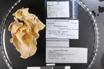 Holotype and labels