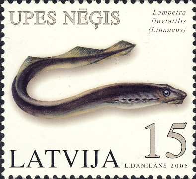 Lampetra fluviatilis