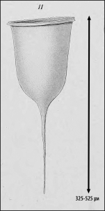 Illustration from Laackmann 1910