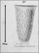 Illustration from Laackmann 1910