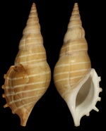 Rostellariella turcki Dekkers, 2020