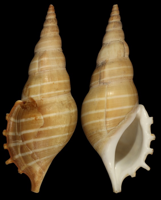 Rostellariella turcki Dekkers, 2020