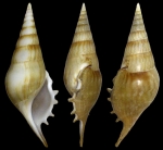 Rostellariella lorenzi Morrisson, 2005