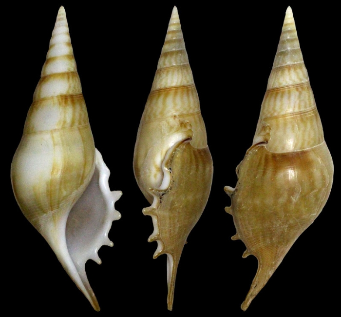 Rostellariella lorenzi Morrisson, 2005